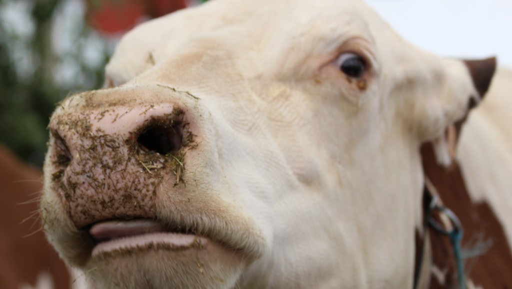 vache 3