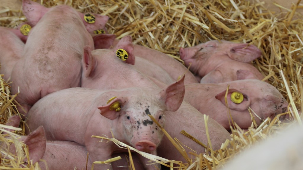 cochon