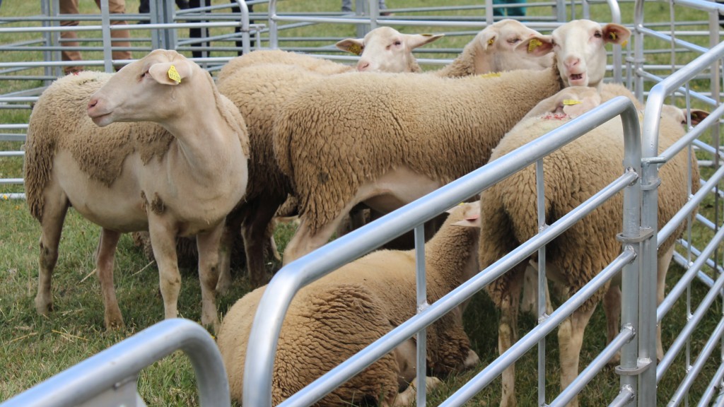 mouton